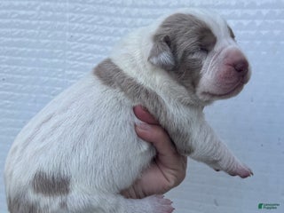 Catahoula Leopard Dog dogs Catahoula Leopard Dog Puppy 2 - Ad 9