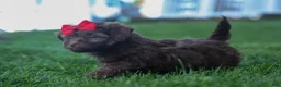 Havapoo dogs for sale: OLIVER - Ad 7