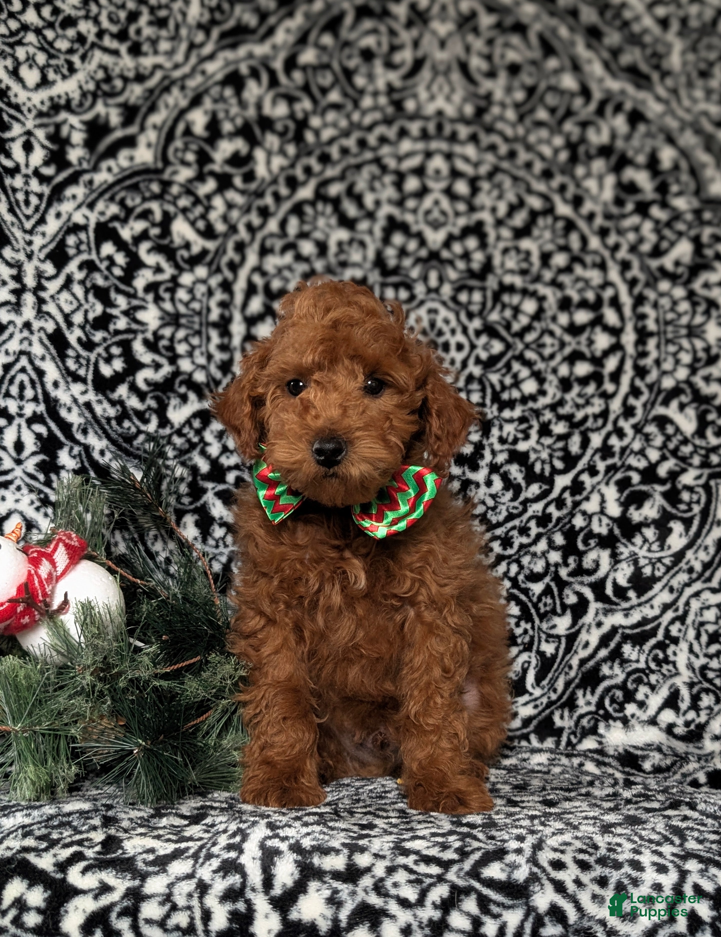 Toy Poodle dogs Tilman - Ad 10