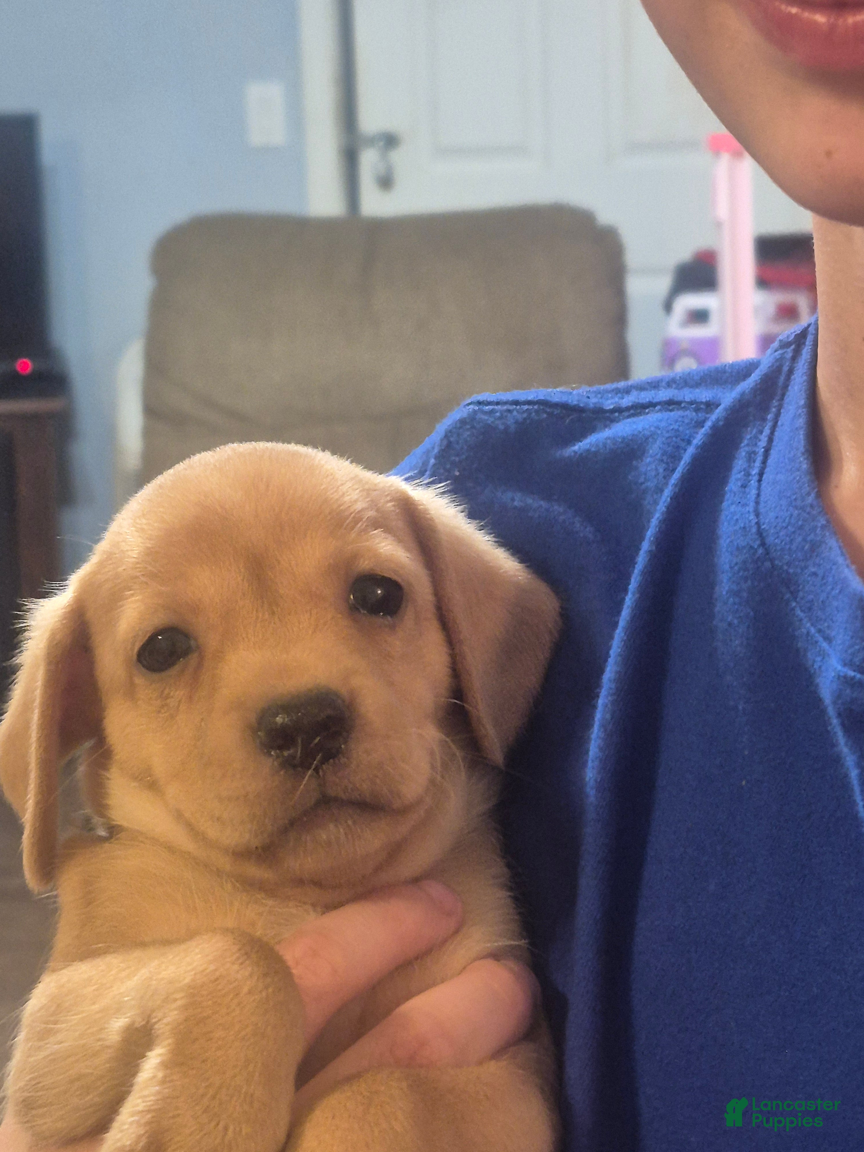 Chiweenie dogs for sale: Chiweenie 4 - Ad 34