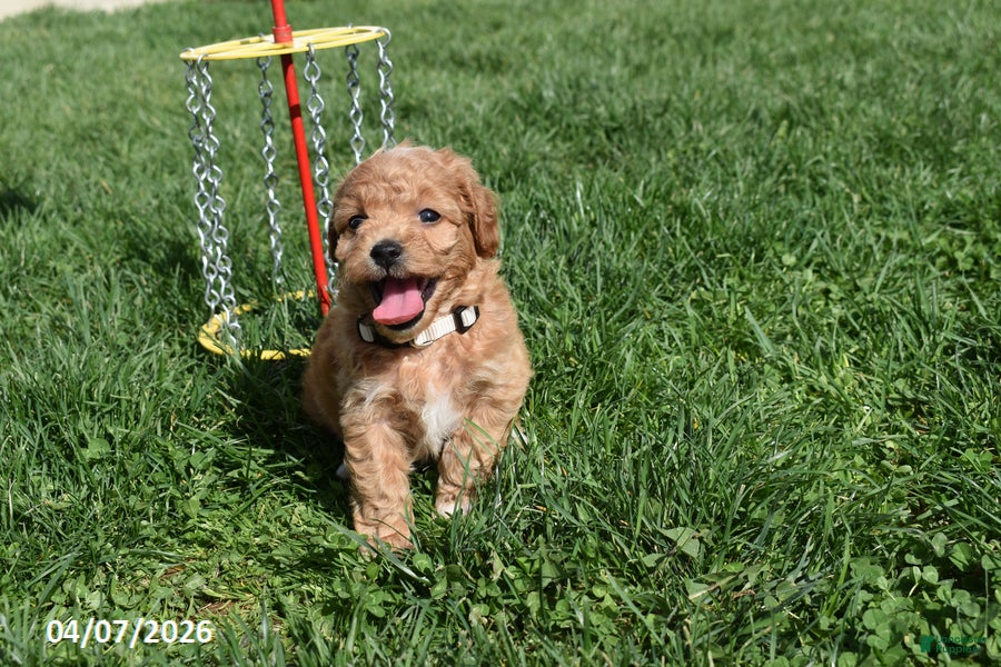 Bichpoo dogs Britney - Ad 1