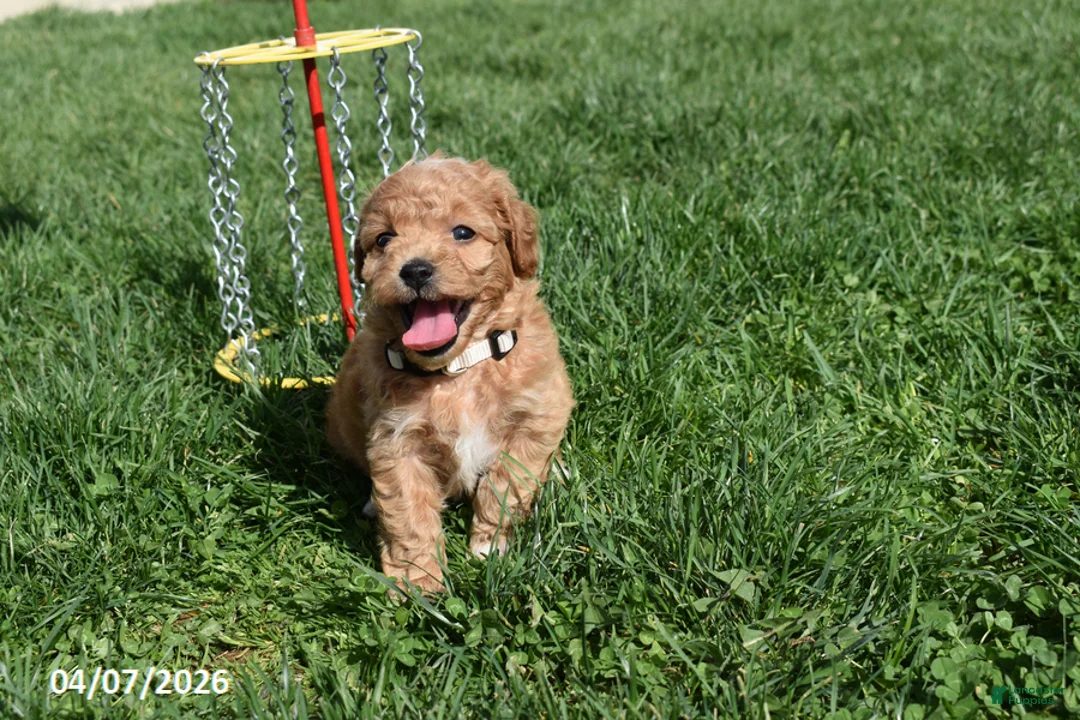 Bichpoo dogs for sale: Britney - Ad 1