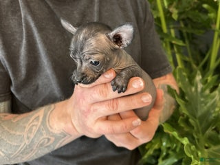 Mixed Breed dogs Gracioso - Ad 19