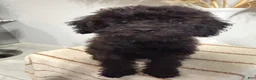 Mini Goldendoodle dogs for sale: Chocolate Girl  - Ad 3