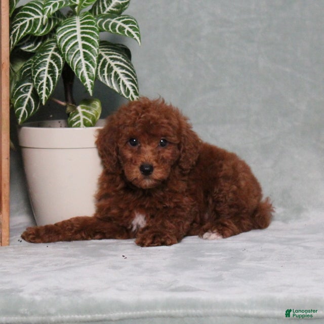 Miniature Poodle dogs Zassy - Ad 2