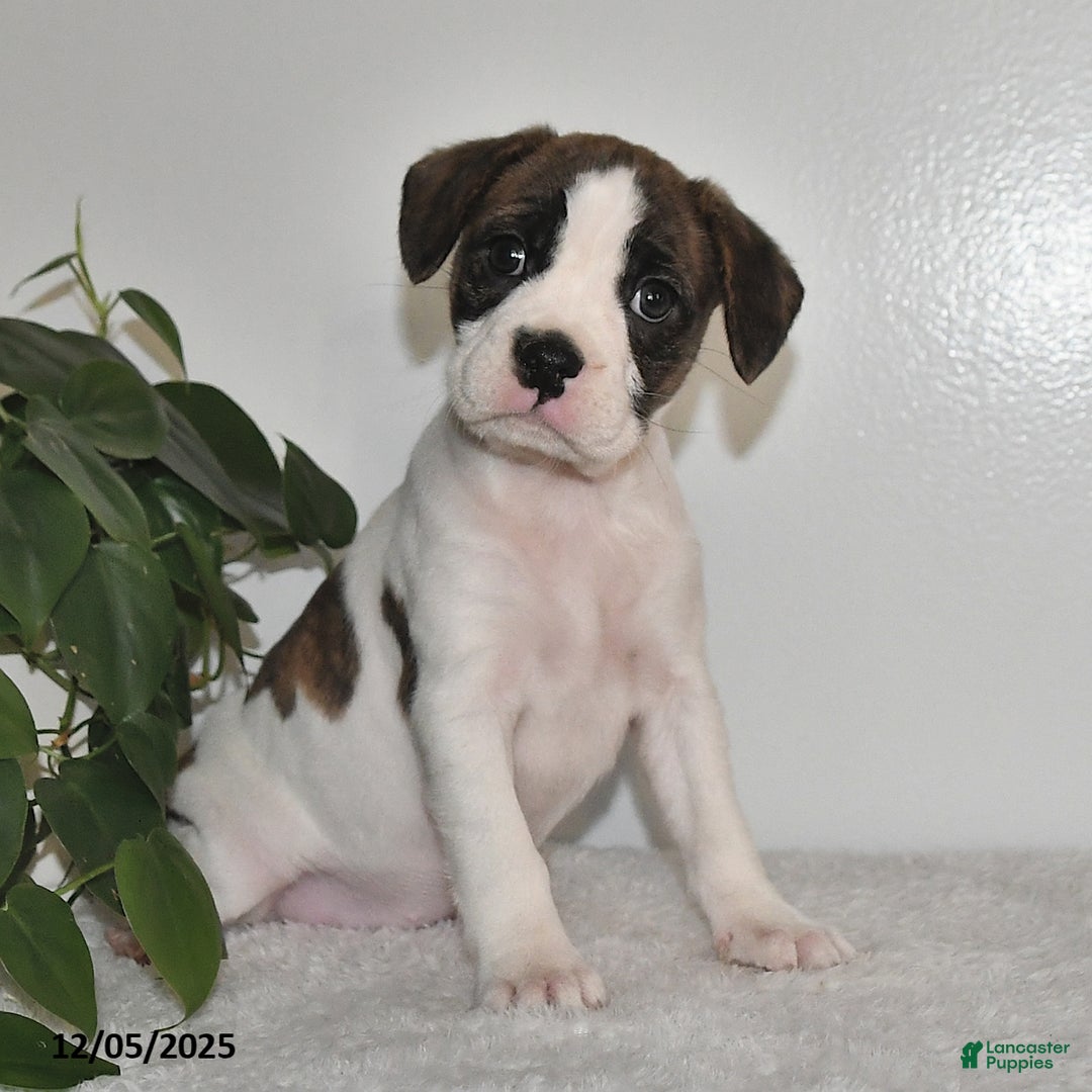 Mixed Breed dogs for sale: Tinsley - Ad 4