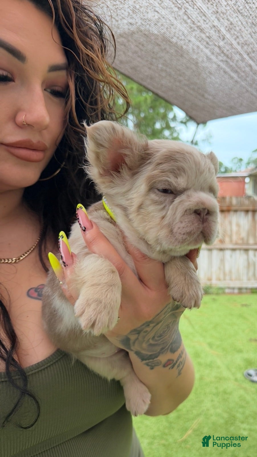French Bulldog dogs That Dude - Ad 1