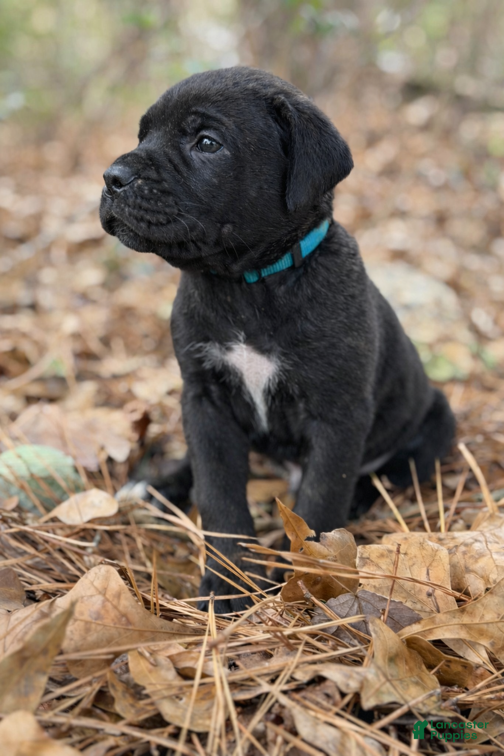 Cane Corso dogs Thanos - Ad 3