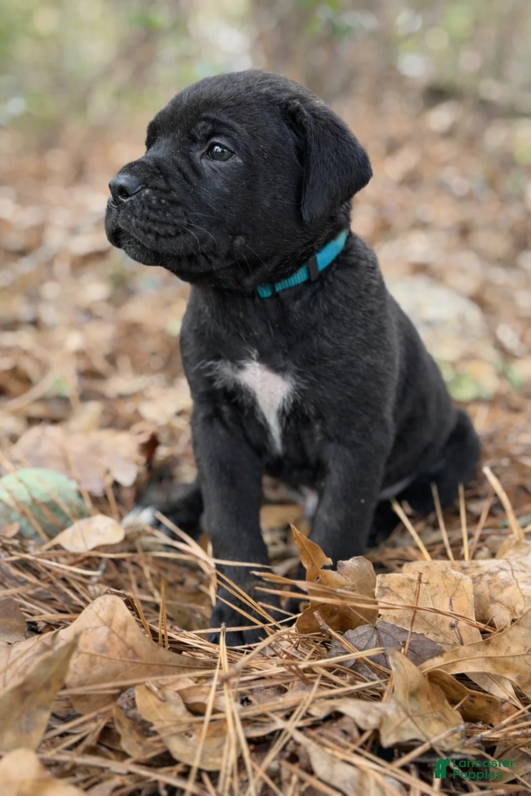 Cane Corso dogs for sale: Thanos - Ad 2