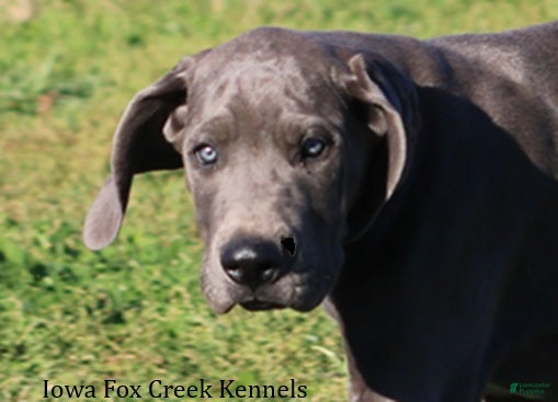 Great Dane dogs for sale: Sophie - Ad 1