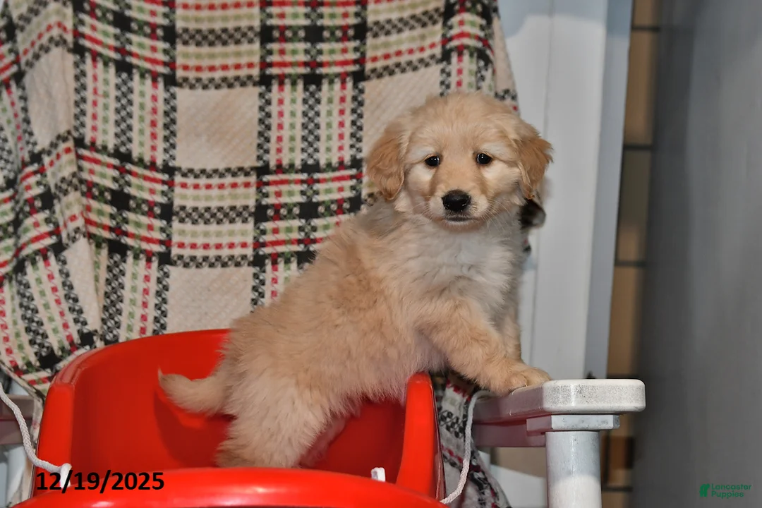 Mixed Breed dogs for sale: Ellie - Ad 10