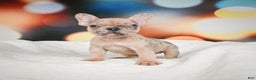 French Bulldog dogs for sale: Zeus - Ad 1