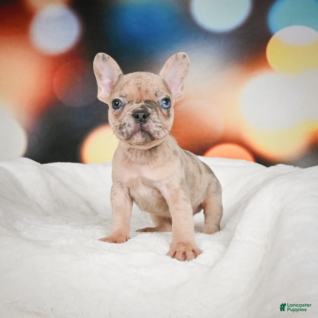 French Bulldog dogs for sale: Zeus - Ad 1