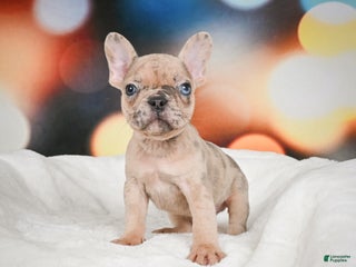 French Bulldog dogs Zeus - Ad 17