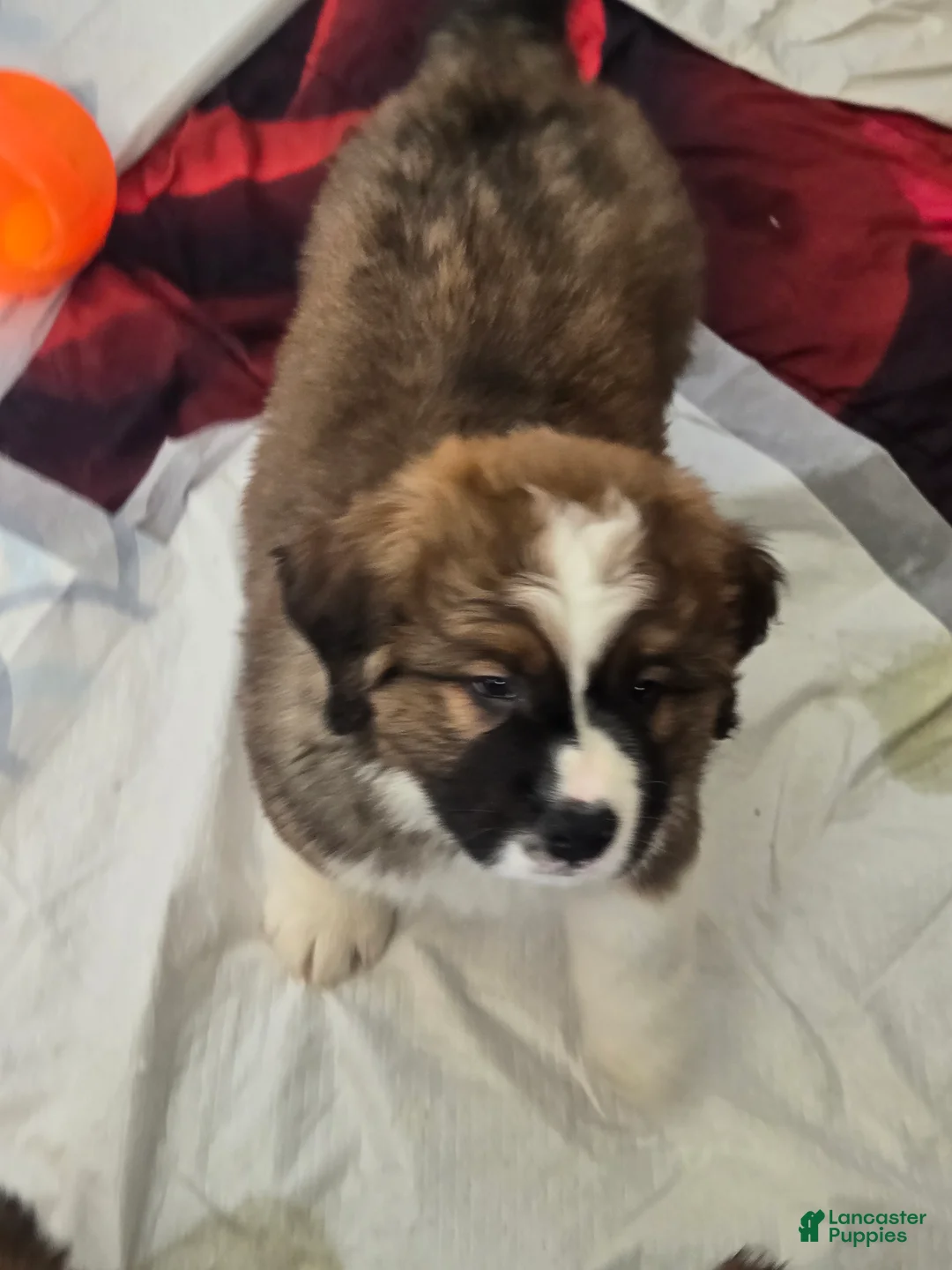 Mixed Breed dogs for sale: Zues - Ad 9