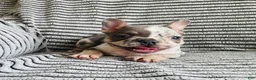 French Bulldog dogs for sale: Amber  - Ad 12