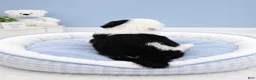 Sheepadoodle dogs for sale: Jax💙SheepaDoodle - Ad 13