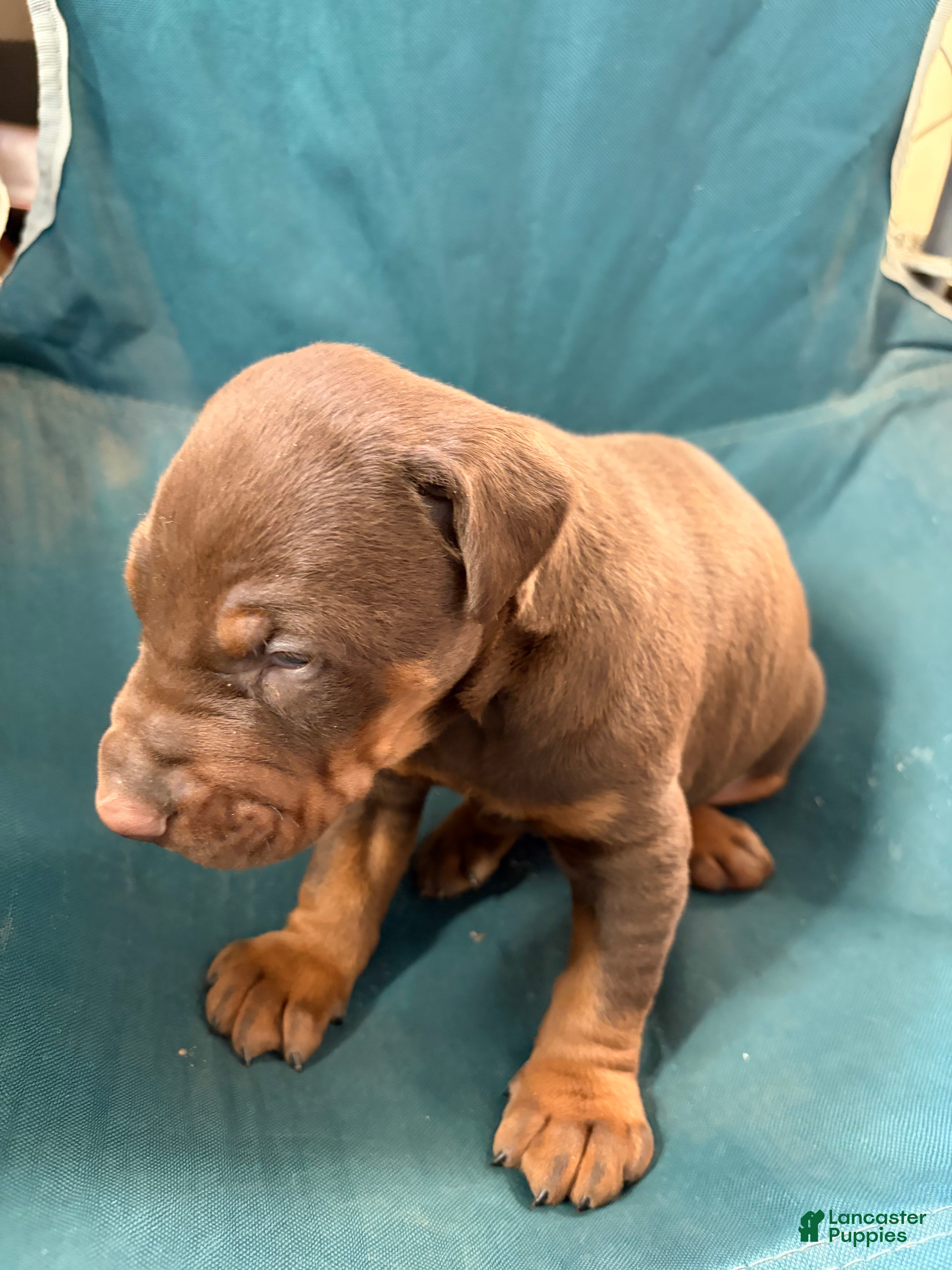 Doberman Pinscher dogs Doberman Pinscher Puppy 1 - Ad 23