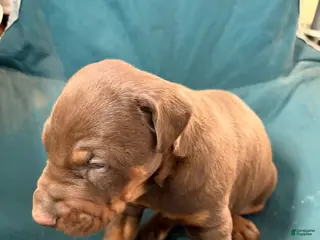 Doberman Pinscher dogs Doberman Pinscher Puppy 1 - Ad 23