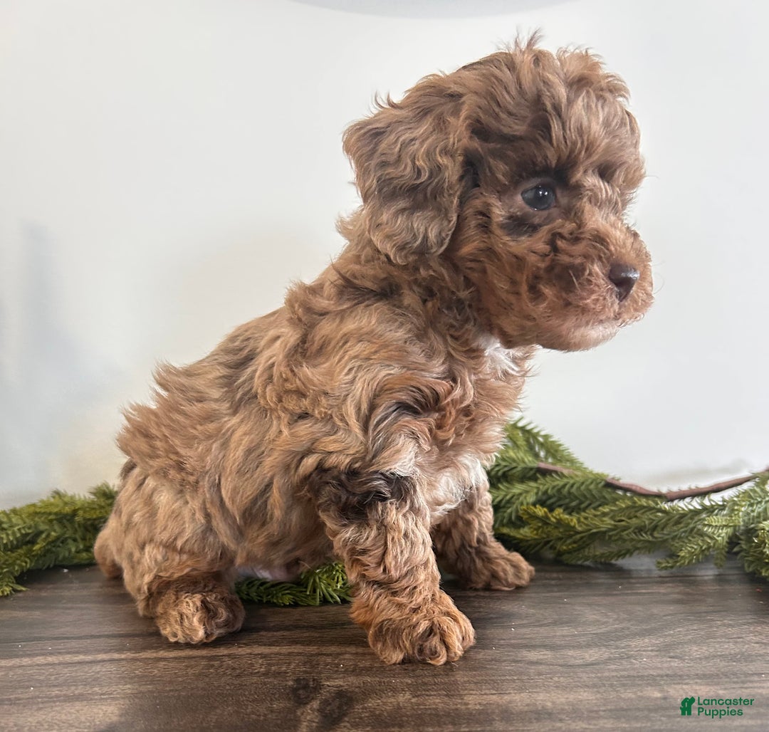 Toy Poodle dogs for sale: Jingle - Ad 2