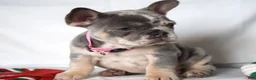 French Bulldog dogs for sale: Trixie - Ad 20