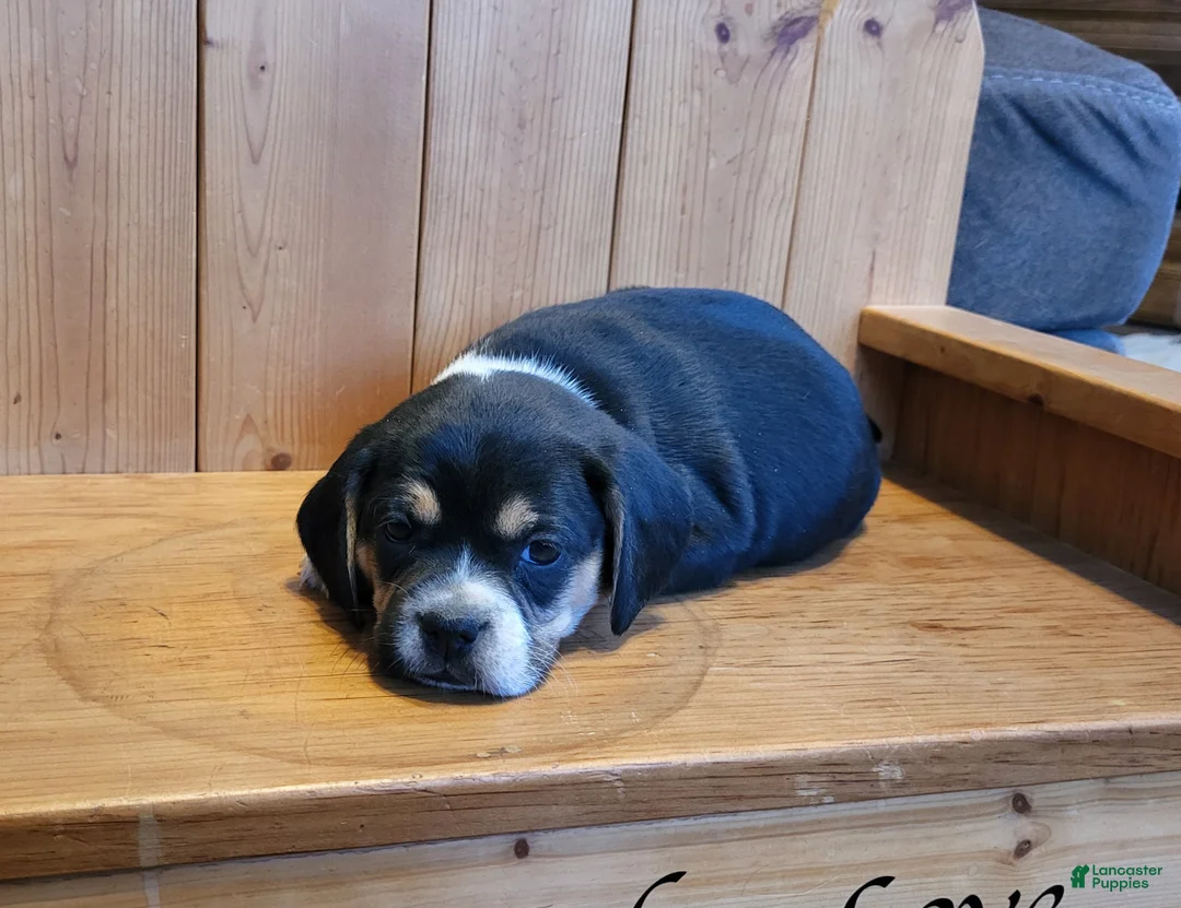 Puggle dogs for sale: Maddie - Ad 4