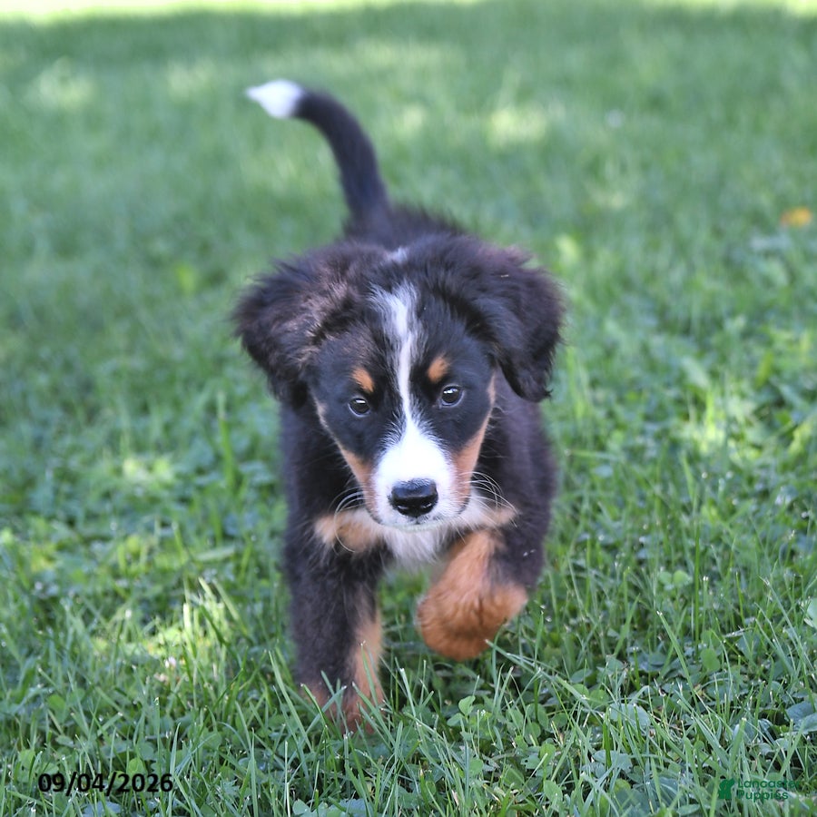 Bernese Mountain Dog dogs Rhett - Ad 2