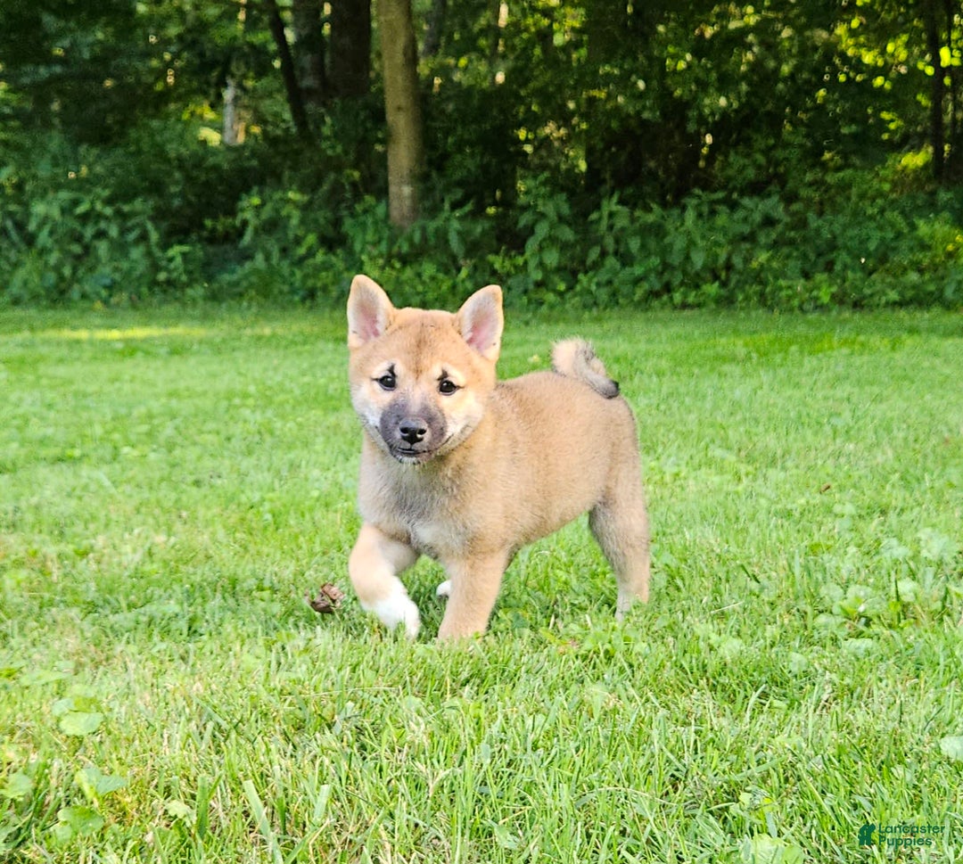 Shiba Inu Terrier Mix Puppies Clearance Shiba Inu Terrier Mix Store