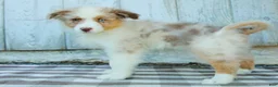 Australian Shepherd dogs for sale: Rocky - Ad 5