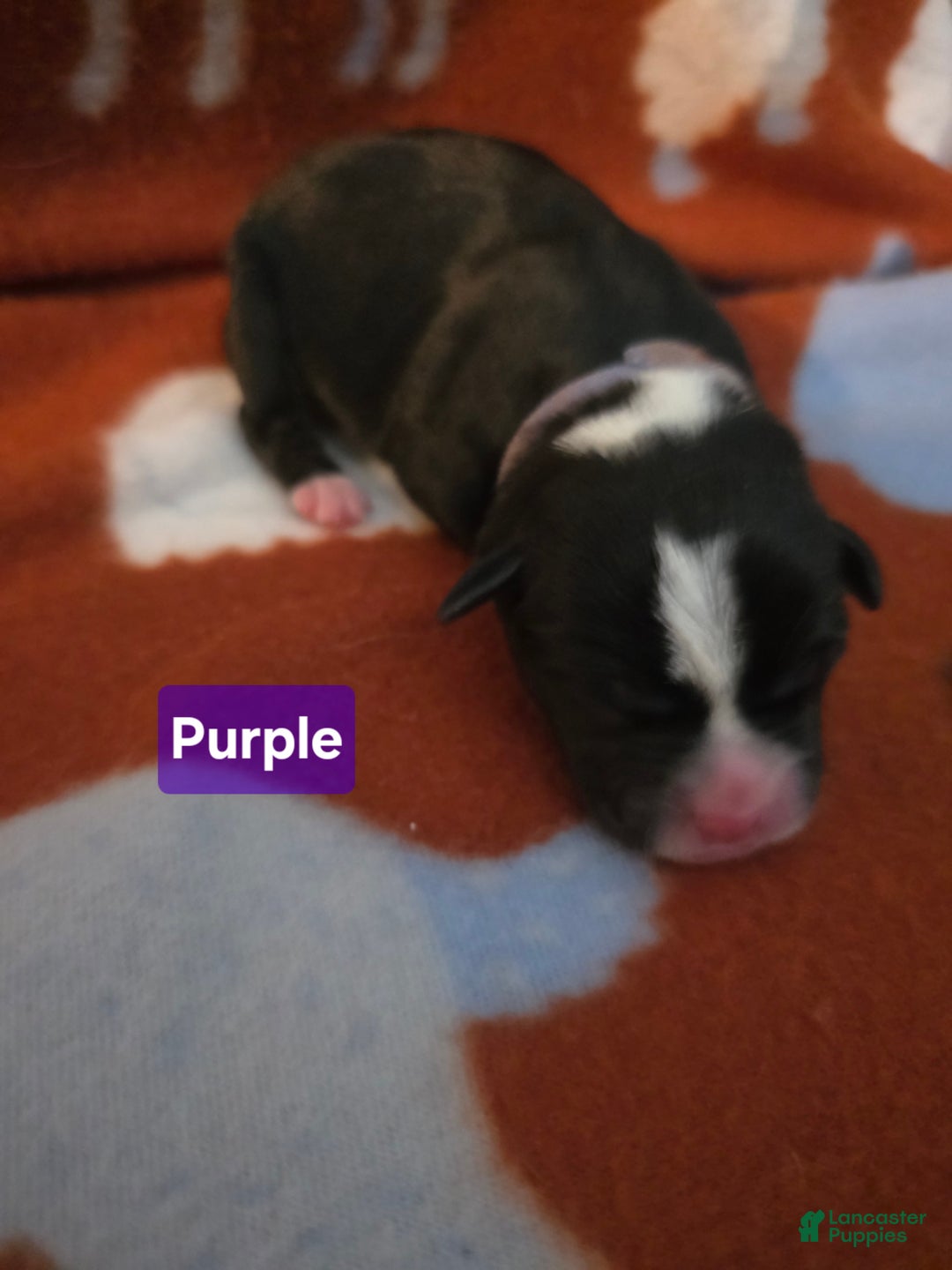 Mixed Breed dogs for sale: Purple - Ad 8