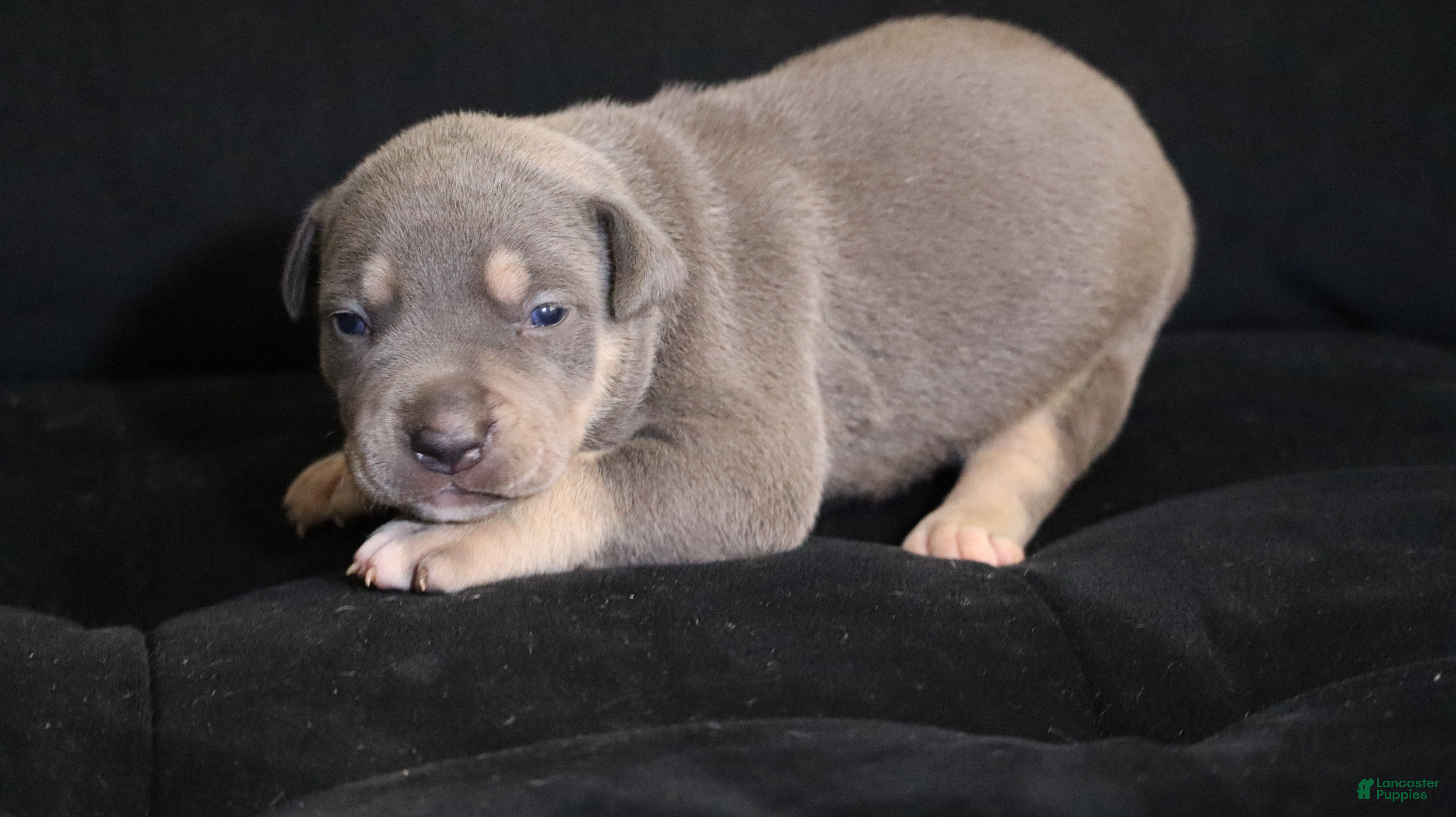 American Bully dogs Memphishttps://www.youtube.com/watch?v=G_Df_ymd1wQ&t=53s - Ad 39