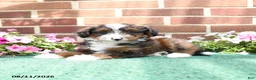 Sheltiedoodle dogs for sale: Willow - Ad 2
