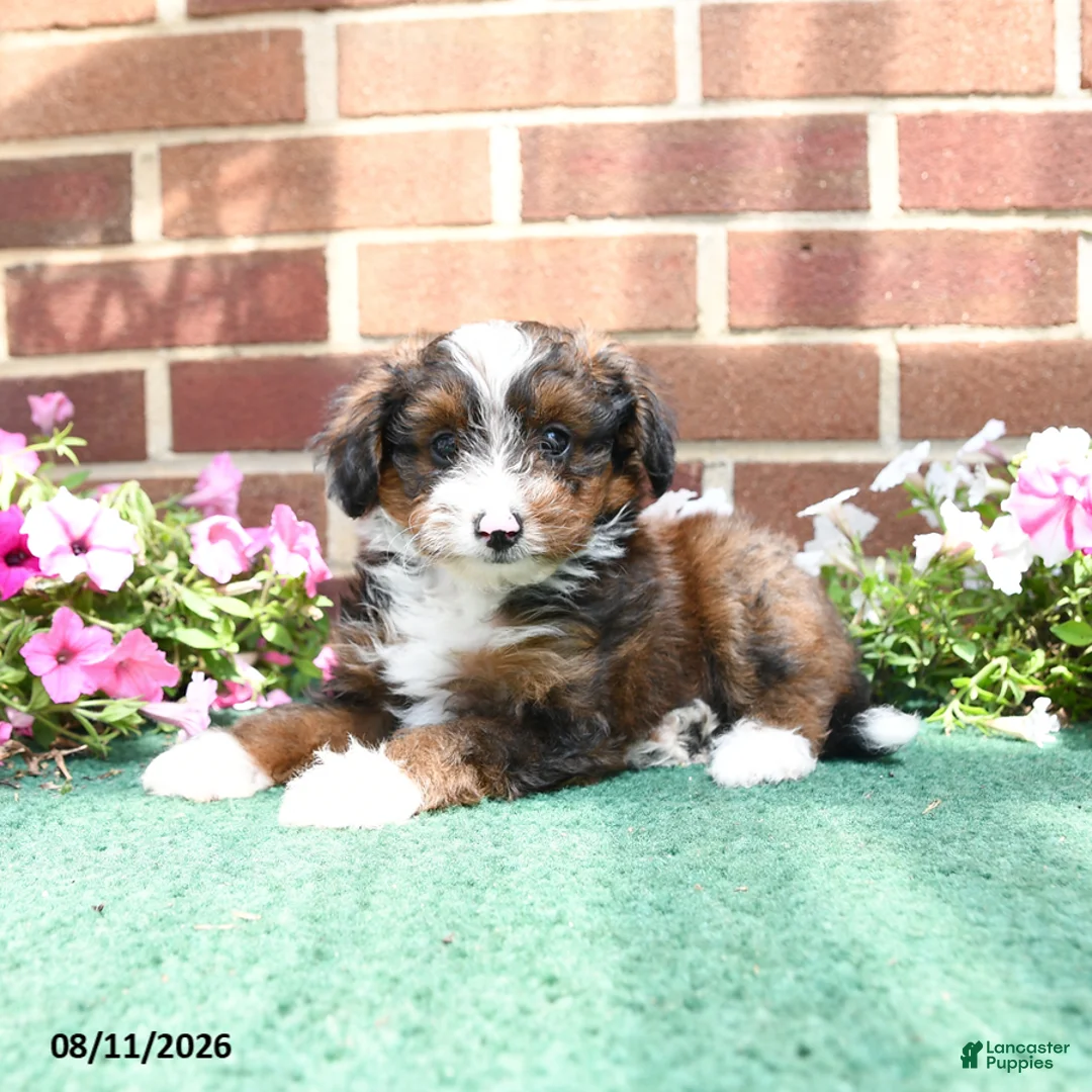 Sheltiedoodle dogs for sale: Willow - Ad 2
