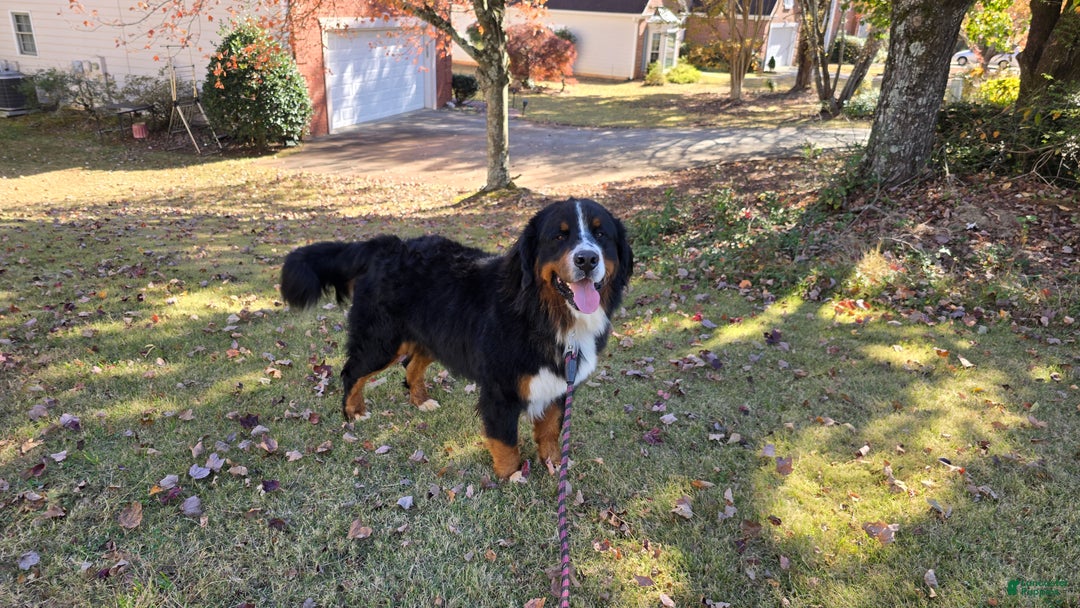 Bernese Mountain Dog dogs for stud: Marjan - imported bloodline - Ad 2