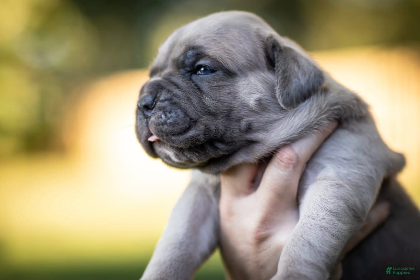 Cane Corso dogs Midnight Groove’s What’s Going On-Marvin - Ad 13