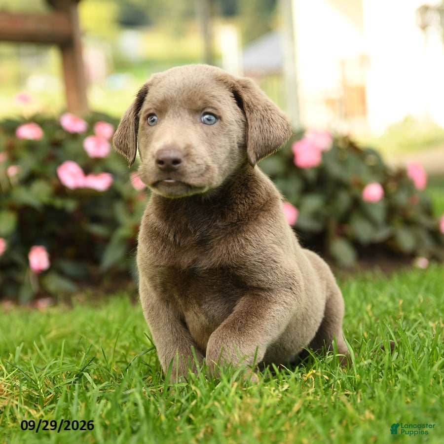 Labrador Retriever dogs Sugar - Ad 1