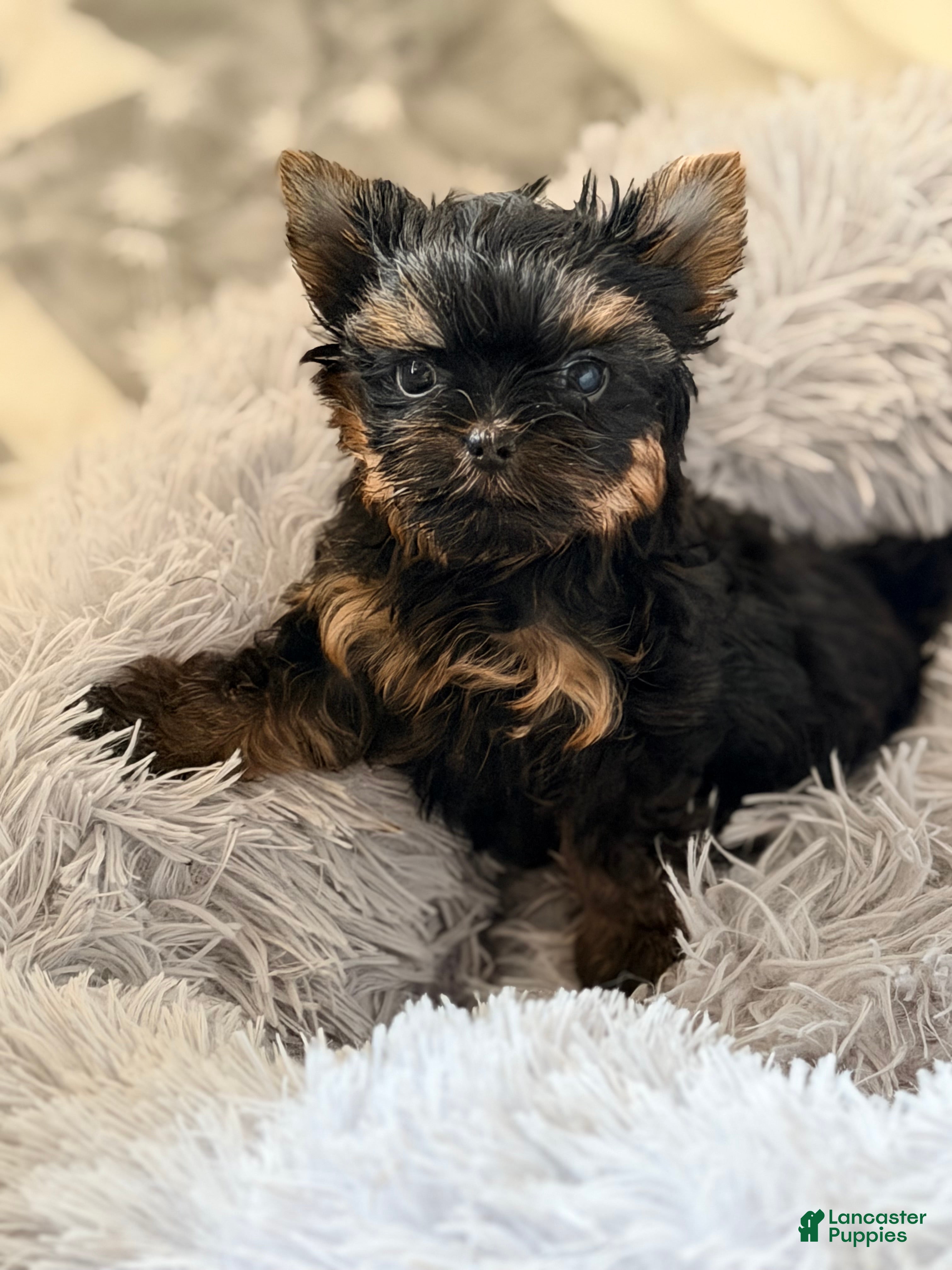 Yorkshire Terrier