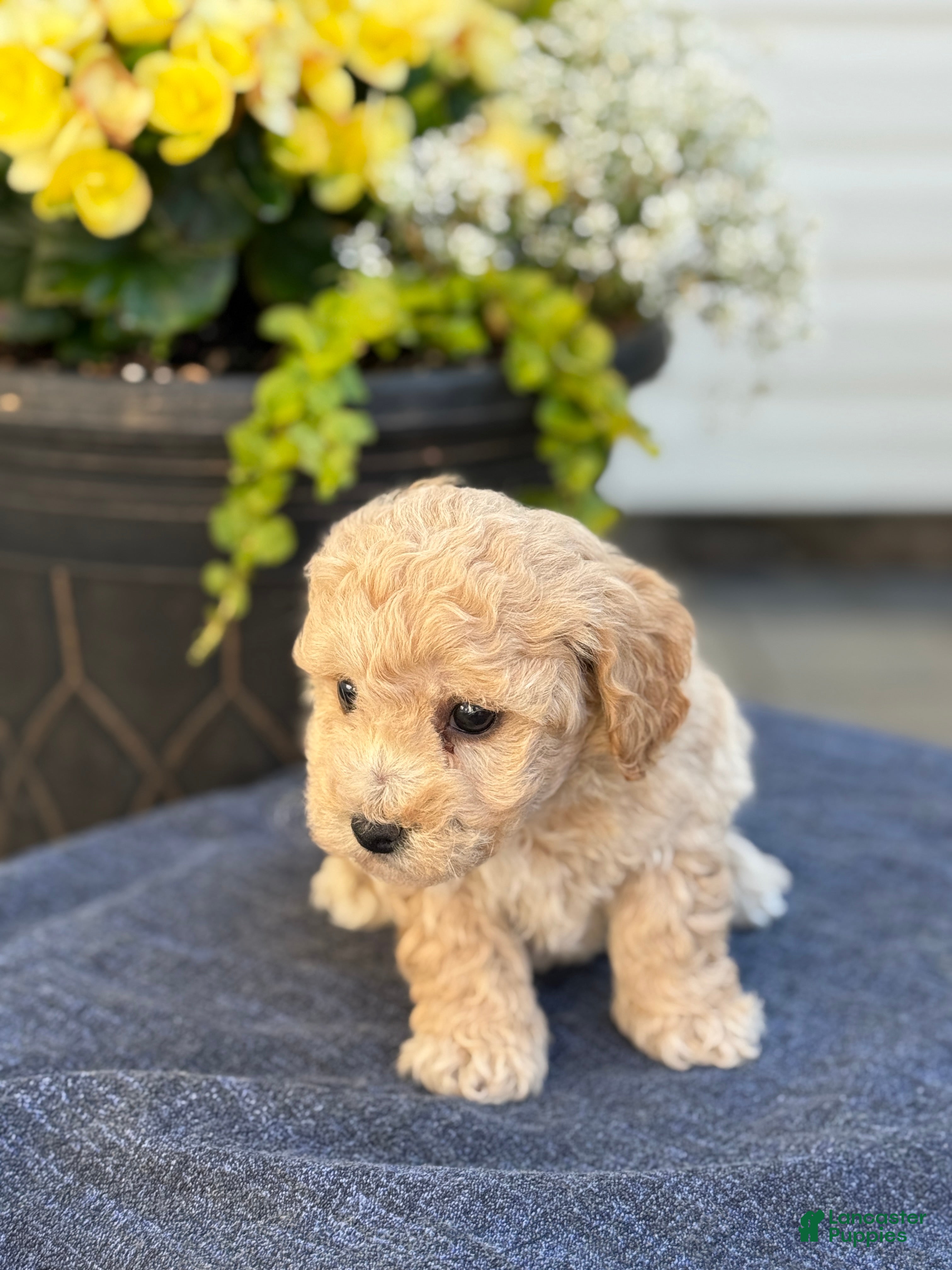 Bichpoo dogs for sale: Franklin - Ad 4