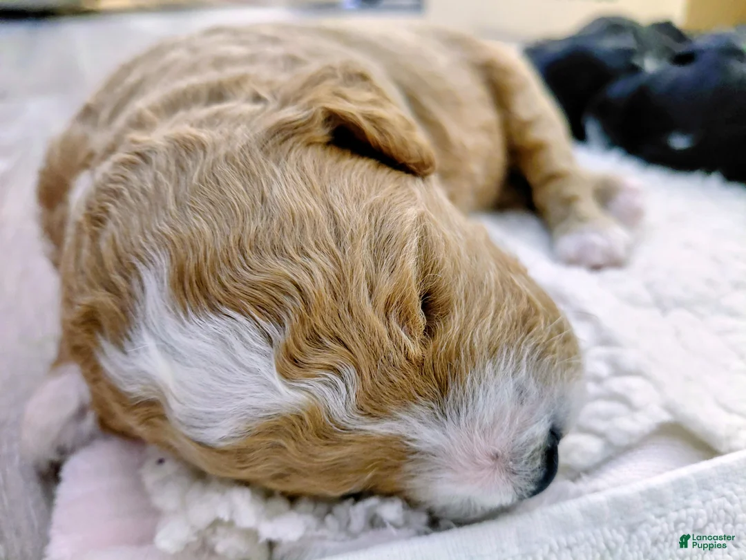 Mini Goldendoodle dogs for sale: Mini-Goldendoodle Puppy 1 - Ad 4