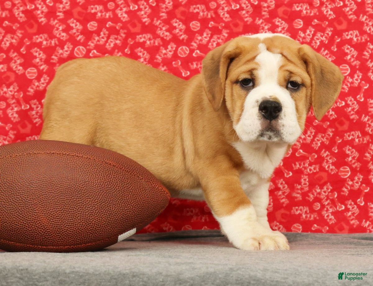 Beabull dogs Zoey - Ad 2