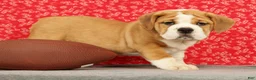 Beabull dogs for sale: Zoey - Ad 2