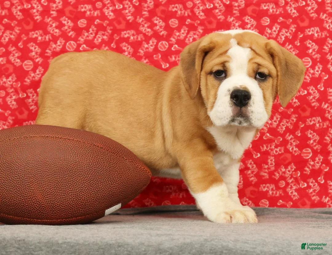 Beabull dogs for sale: Zoey - Ad 2