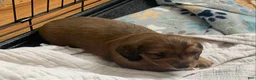 Dachshund dogs for sale: Shaded red longhair male - Ad 3