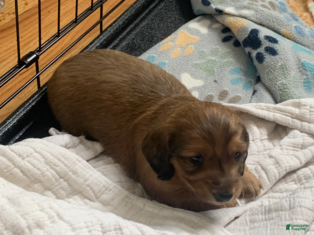 Dachshund dogs for sale: Shaded red longhair male - Ad 3