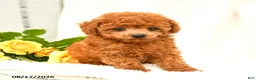 Toy Poodle dogs for sale: Travis - Ad 4