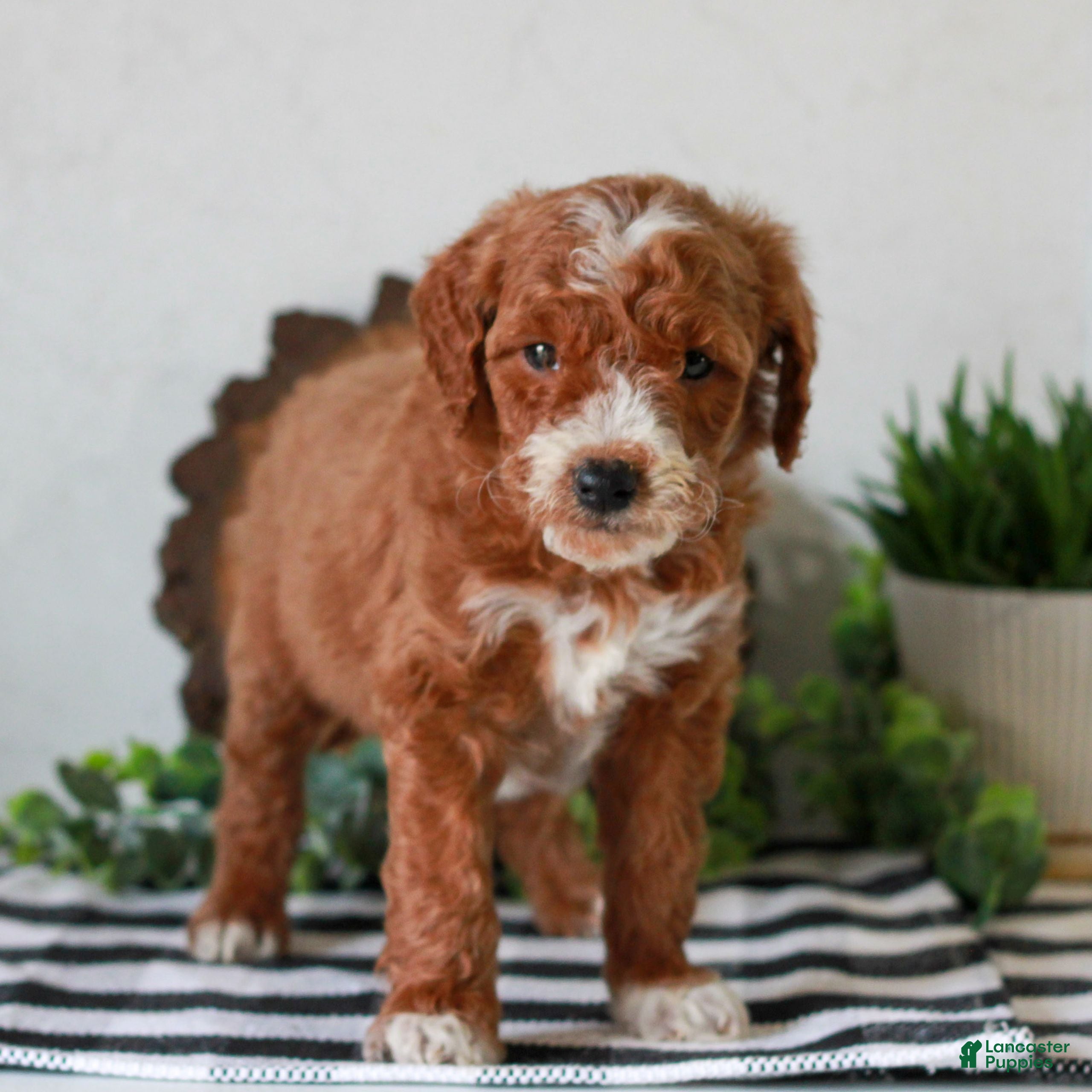 Mini Goldendoodle dogs Arlo  - Ad 2
