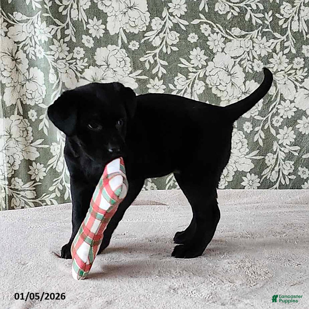 Labrador Retriever dogs for sale: Sunrise - Ad 2