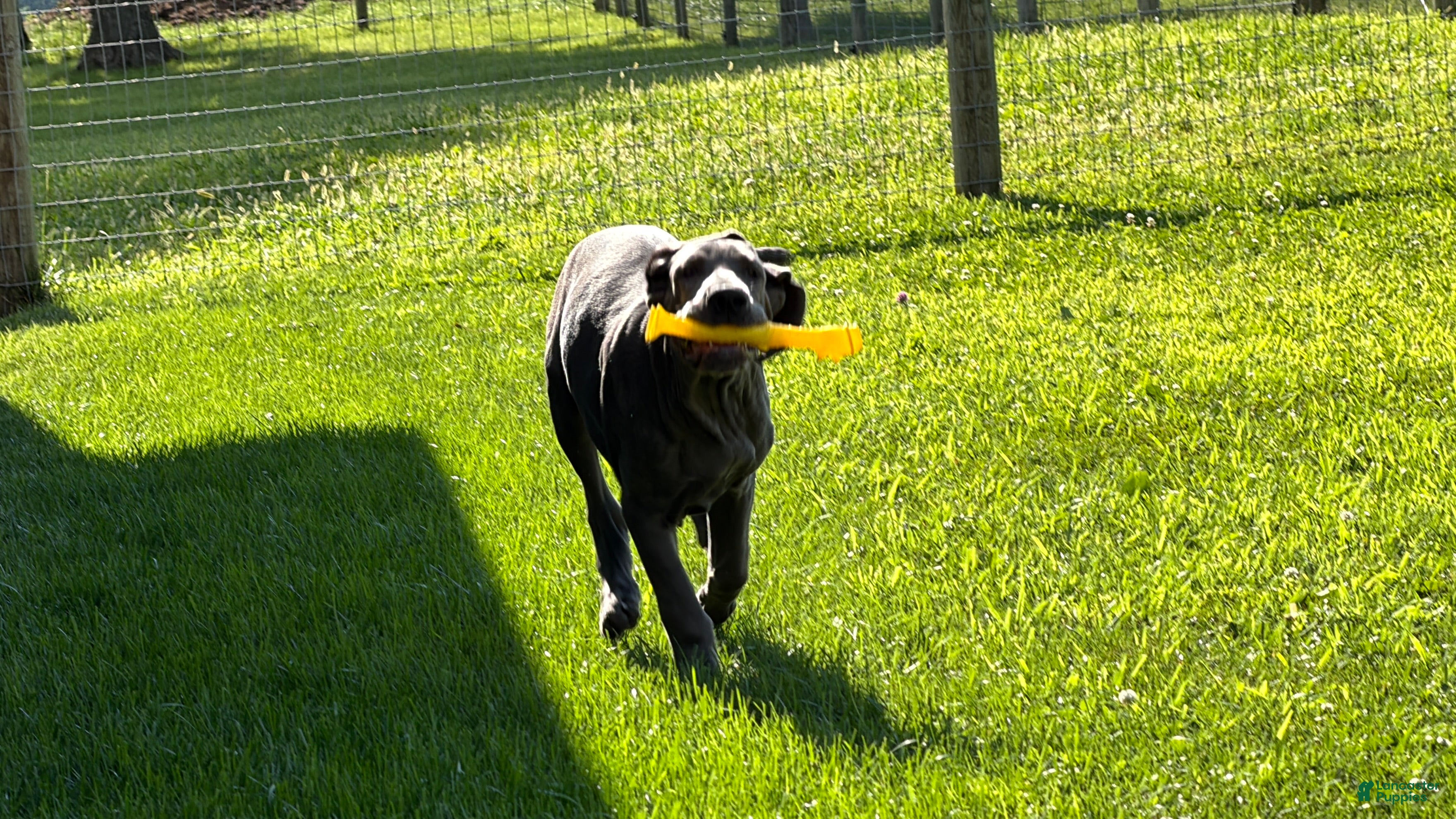 Great Dane dogs Sparkle - Ad 2