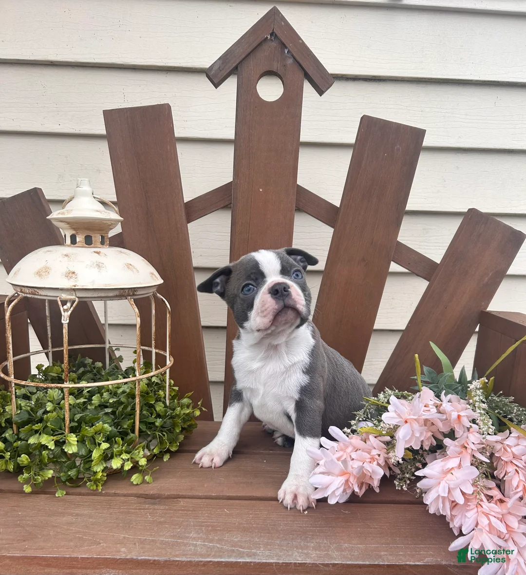 Boston Terrier dogs for sale: Spuds  - Ad 5