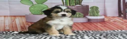 Mini Bernedoodle dogs for sale: Silas - Ad 1